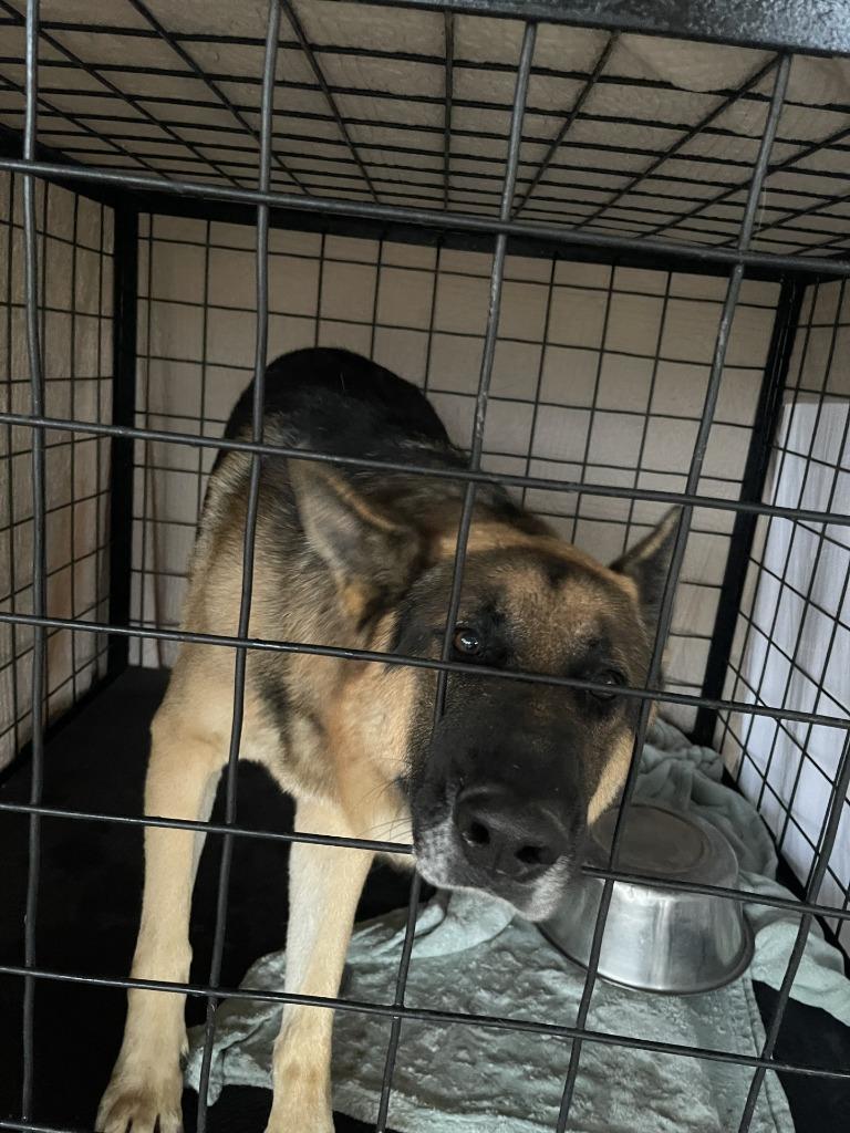 Volks/ Major*, Adopted, Adult Male German Shepherd Dog.