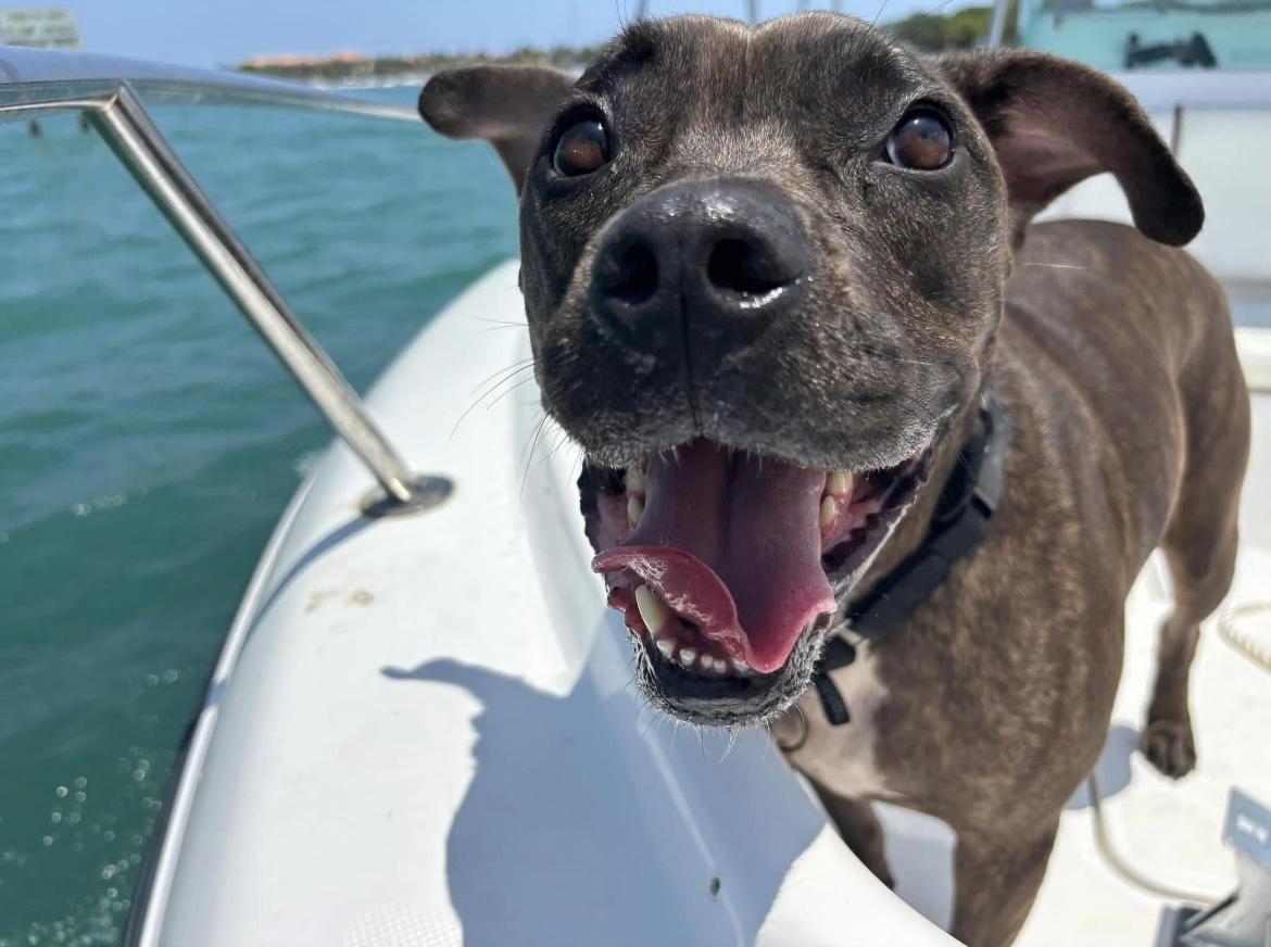 STELLA