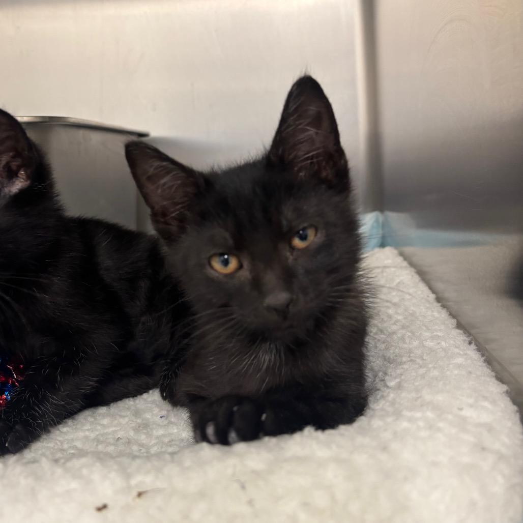 Doug, Adoptable, Kitten Male Domestic Short Hair.