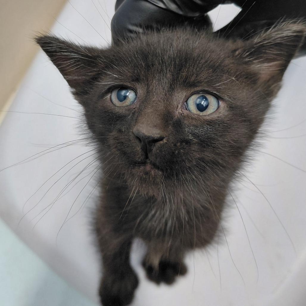 Doug, a Adoptable Domestic Short Hair in Springtown, TX image 2/3