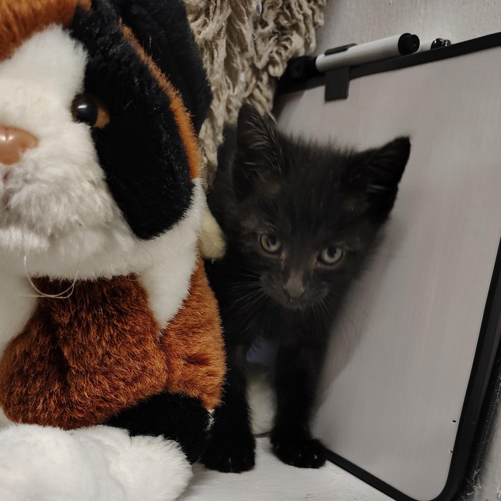 Doug, a Adoptable Domestic Short Hair in Springtown, TX image 3/3