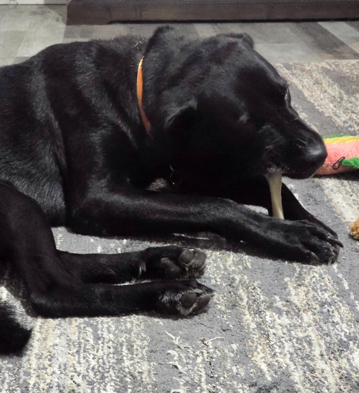 Lake, a Adopted Labrador Retriever in Sacramento, CA image 5/5