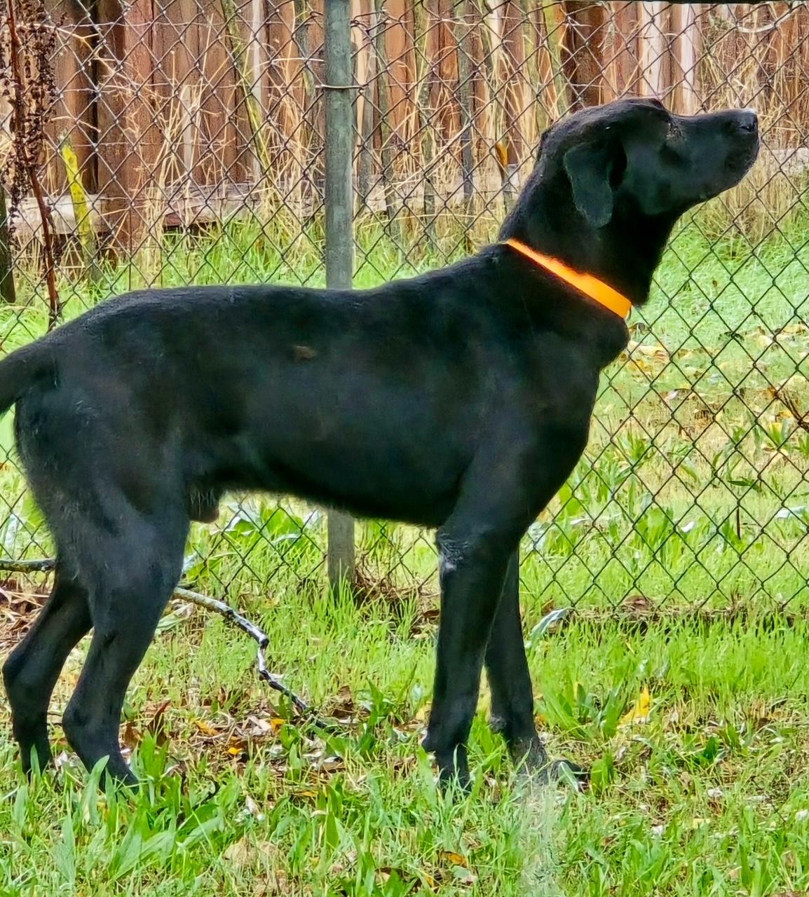 Lake, a Adopted Labrador Retriever in Sacramento, CA image 4/5