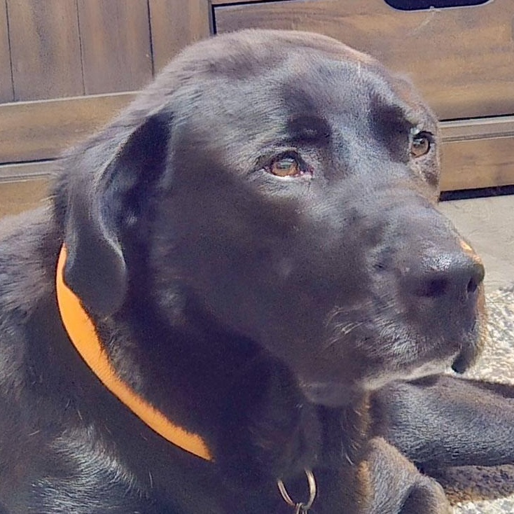 Lake, a Adopted Labrador Retriever in Sacramento, CA image 1/5