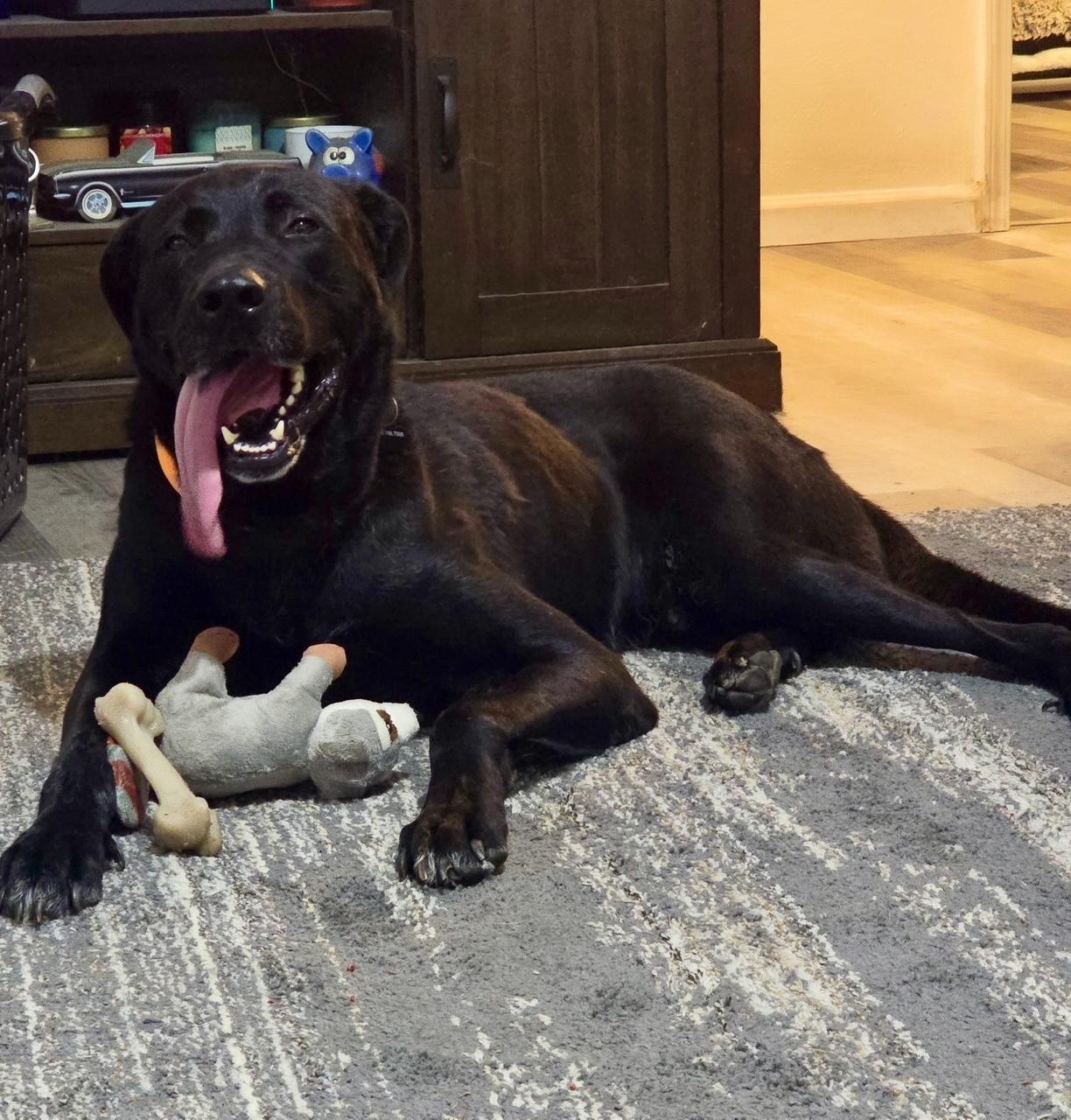 Lake, a Adopted Labrador Retriever in Sacramento, CA image 3/5