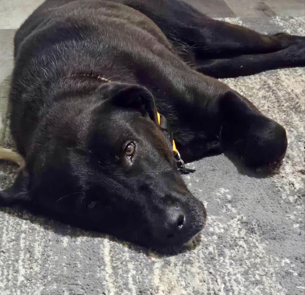 Lake, a Adopted Labrador Retriever in Sacramento, CA image 2/5