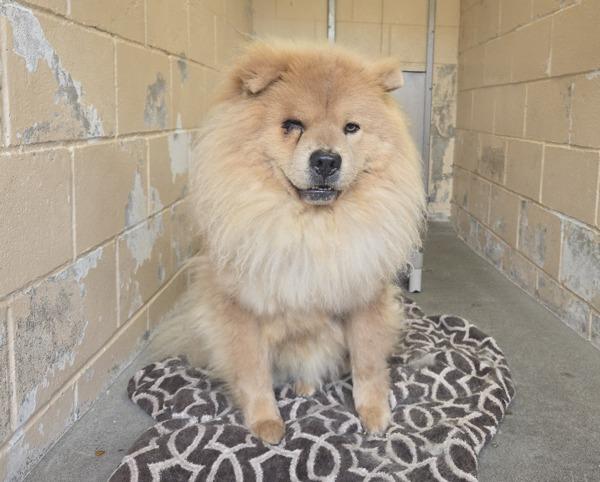 Jude, Adoptable, Adult Male Chow Chow.