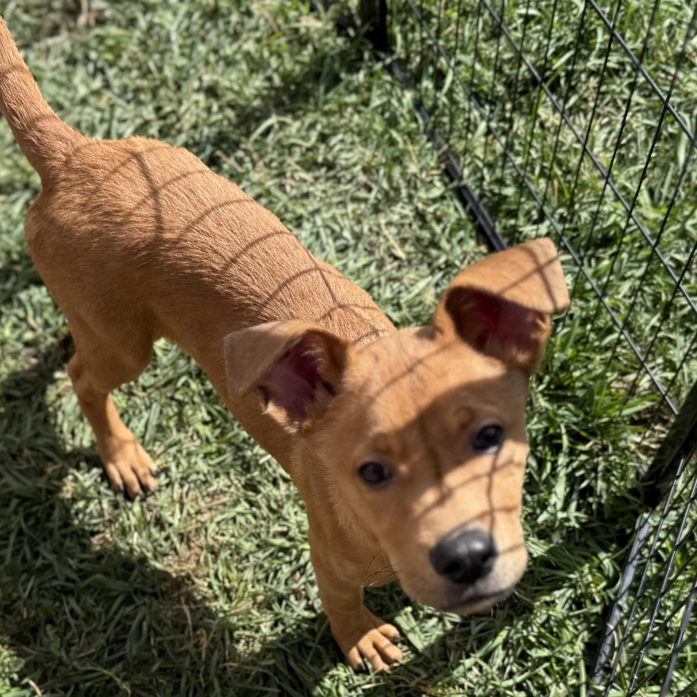 Toast, an adoptable Labrador Retriever in eugene, OR, 97402 | Photo Image 1