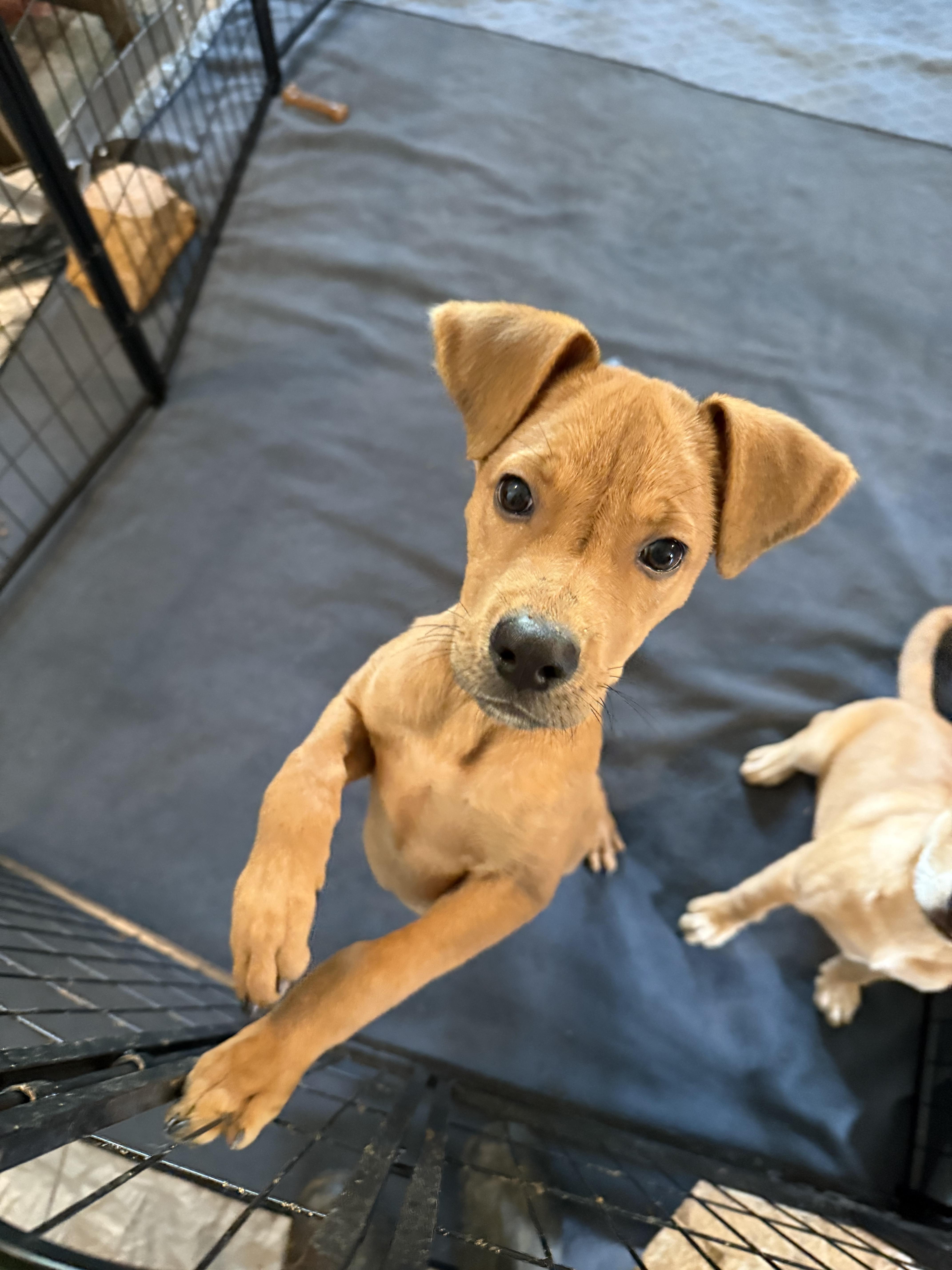 Toast, an adoptable Labrador Retriever in eugene, OR, 97402 | Photo Image 4