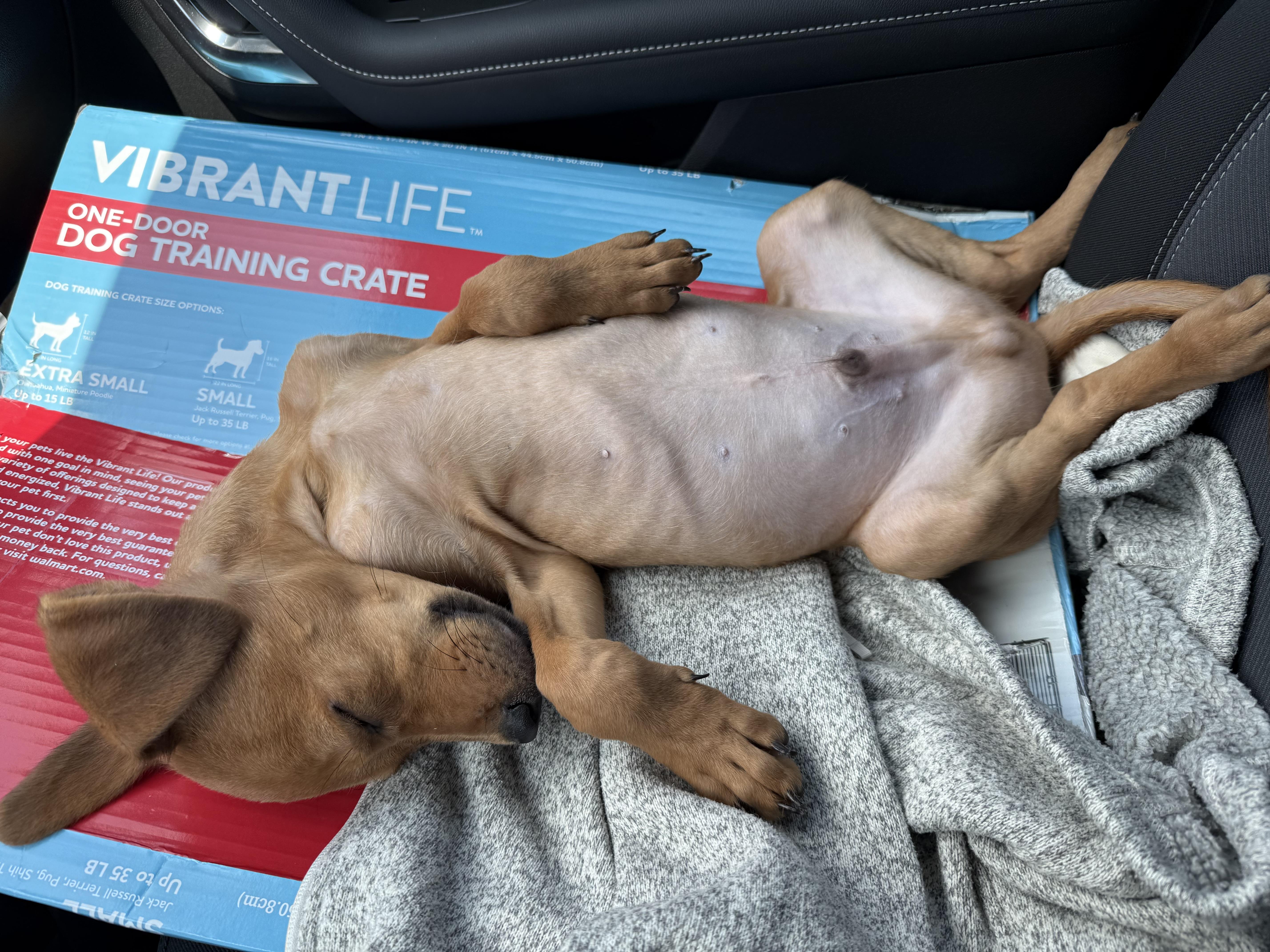 Toast, an adoptable Labrador Retriever in eugene, OR, 97402 | Photo Image 3