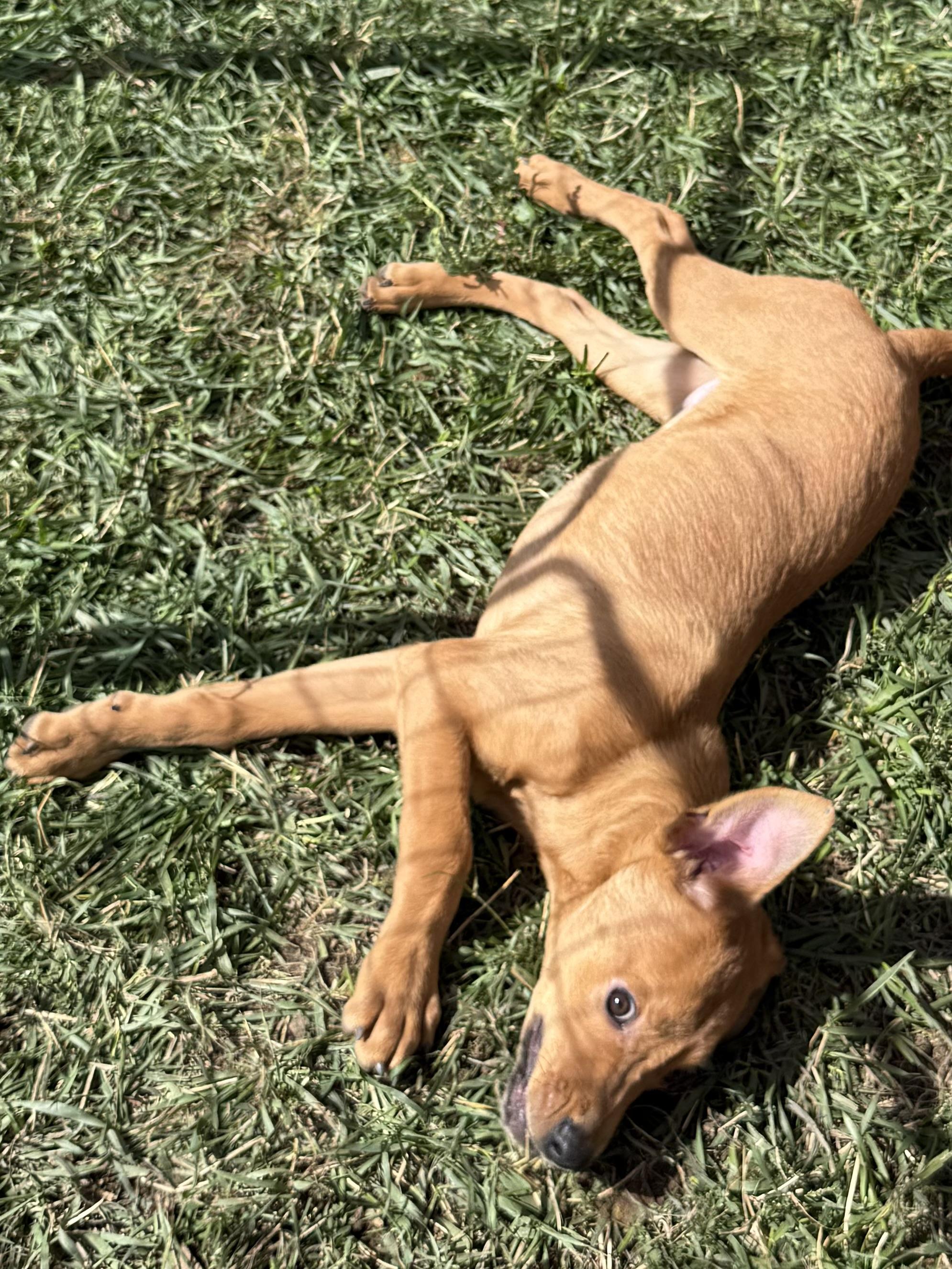 Toast, an adoptable Labrador Retriever in eugene, OR, 97402 | Photo Image 2