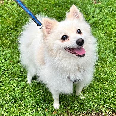 Osito, adopted, Adult Male Pomeranian.