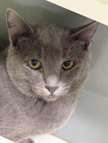 LOUIS, Adoptable, Kitten Male Domestic Short Hair.