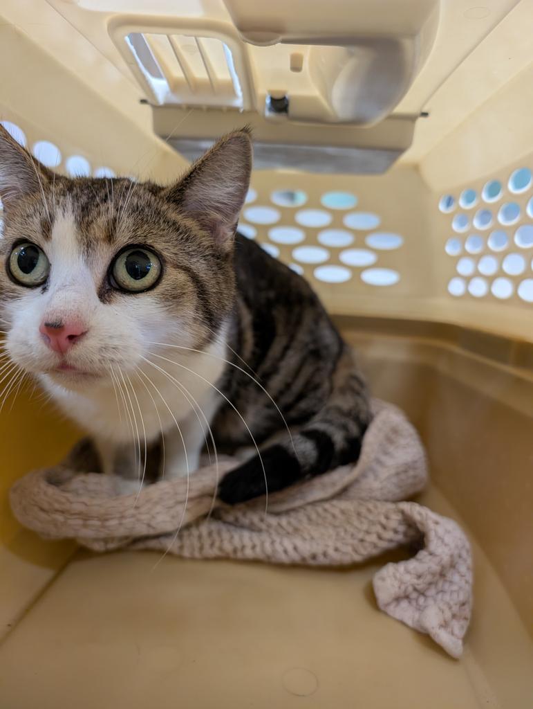 Spicy, Adoptable, Young Female Domestic Short Hair.