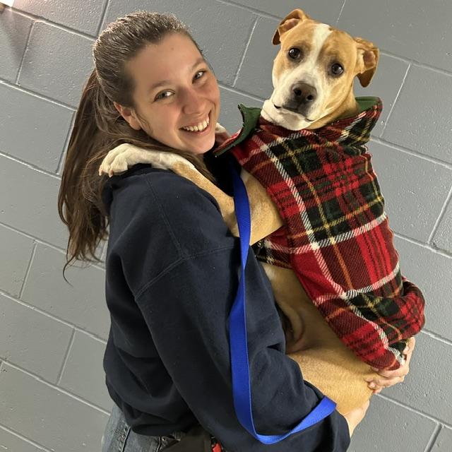 COOKIE, Adoptable, Adult Female Boxer & Mixed Breed.