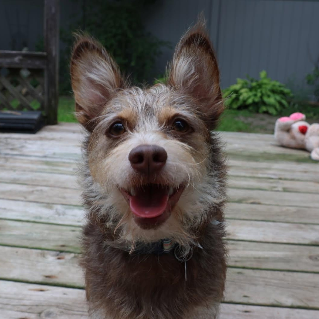 Enlarge Charly, an adopted mixed breed in Williamsburg, ON image 5/6
