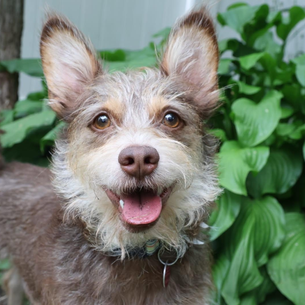 Charly, adopted, Young Male Cairn Terrier & Toy Manchester Terrier.
