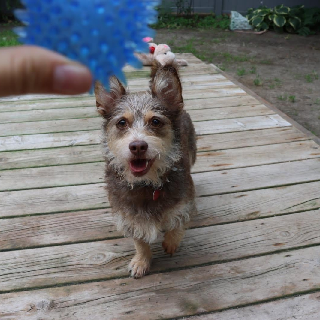 Enlarge Charly, an adopted mixed breed in Williamsburg, ON image 6/6
