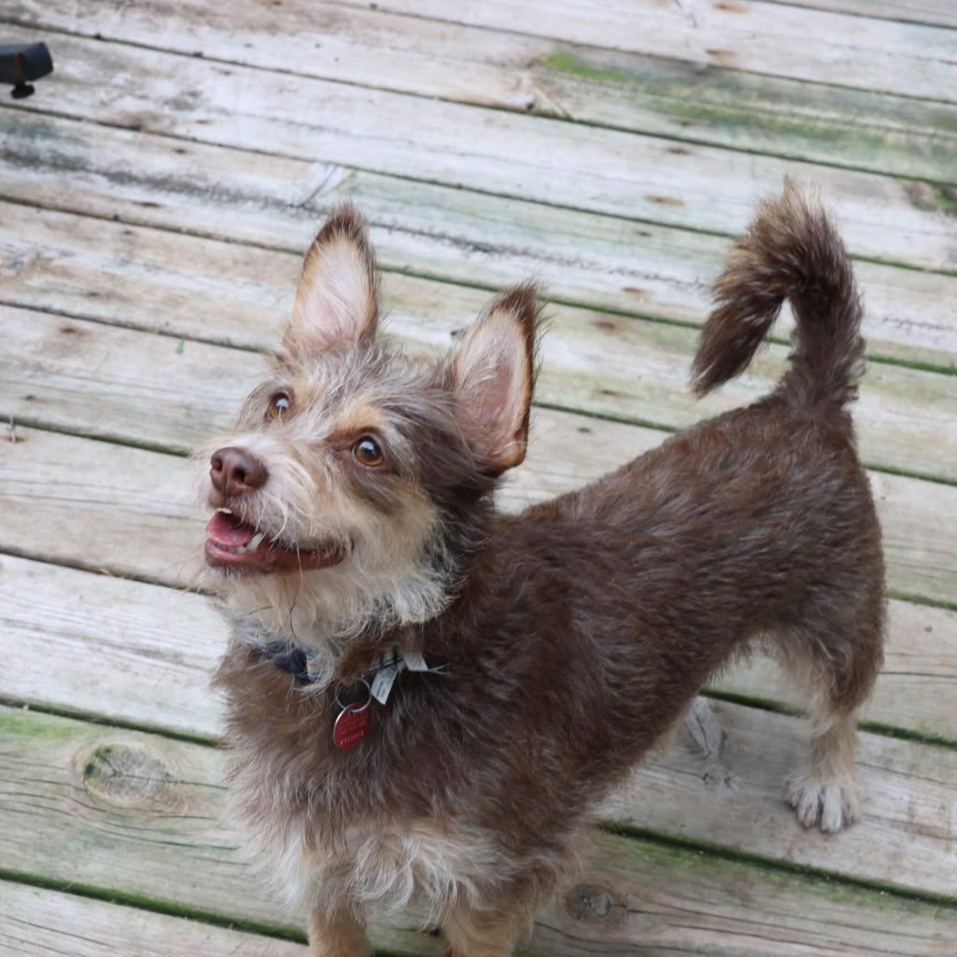 Enlarge Charly, an adopted mixed breed in Williamsburg, ON image 2/6