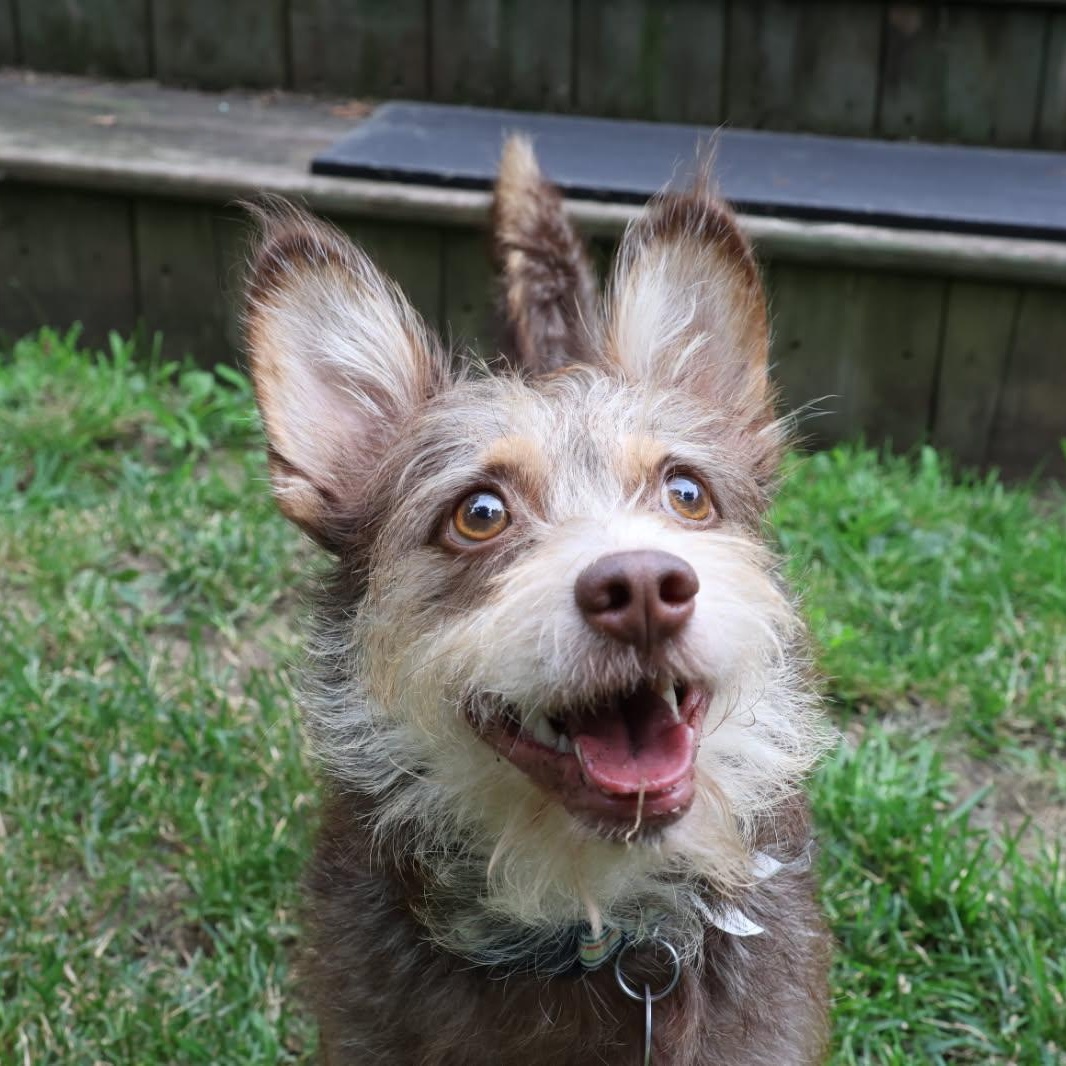 Enlarge Charly, an adopted mixed breed in Williamsburg, ON image 4/6