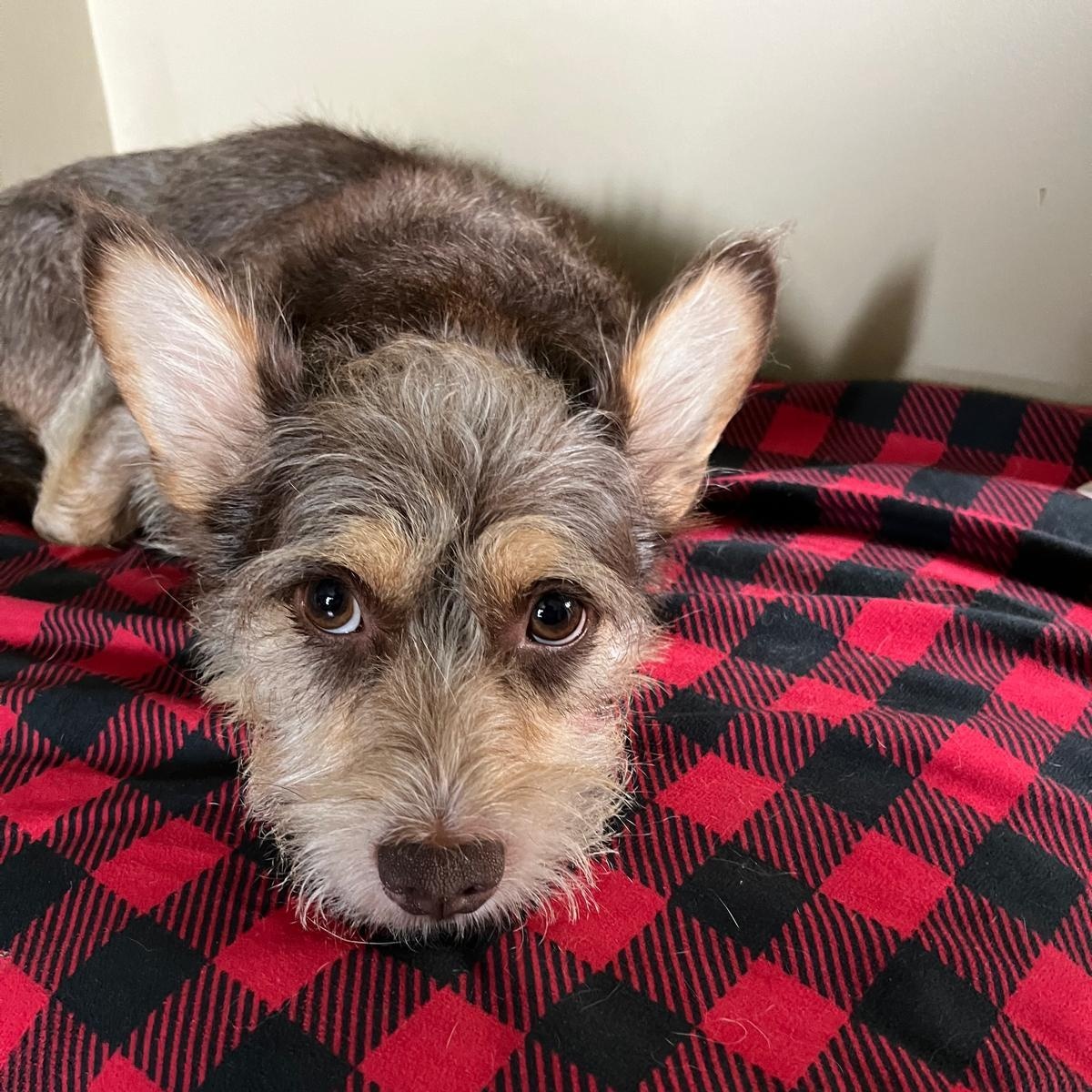 Enlarge Charly, an adopted mixed breed in Williamsburg, ON image 3/6