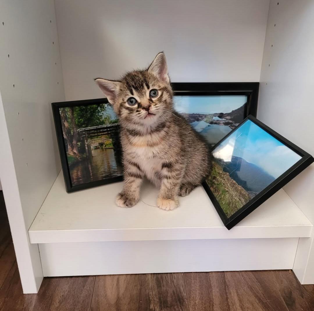 Apple Jack, an adoptable Domestic Short Hair in Morden, MB, R6M 1Y4 | Photo Image 2