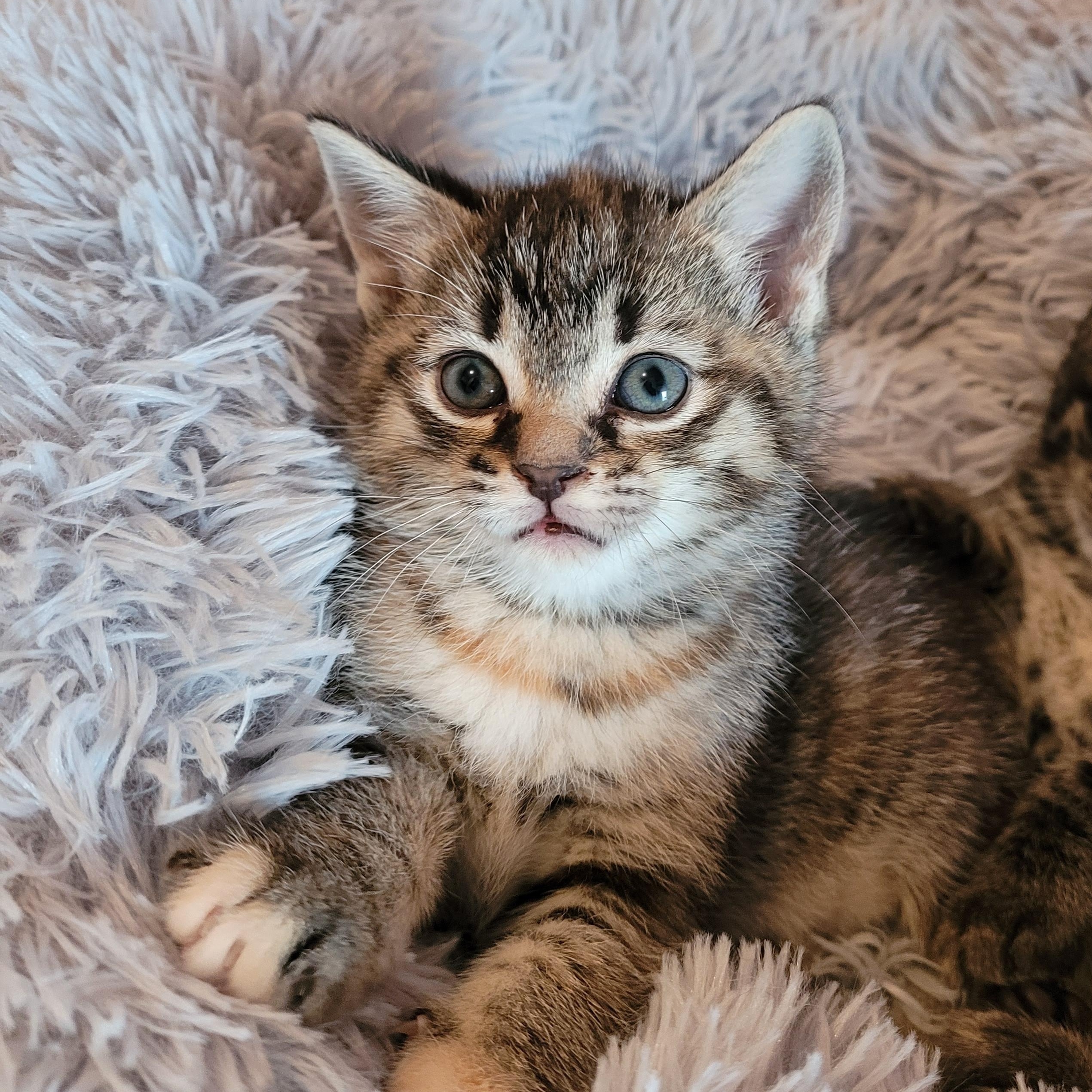 Apple Jack, an adoptable Domestic Short Hair in Morden, MB, R6M 1Y4 | Photo Image 4