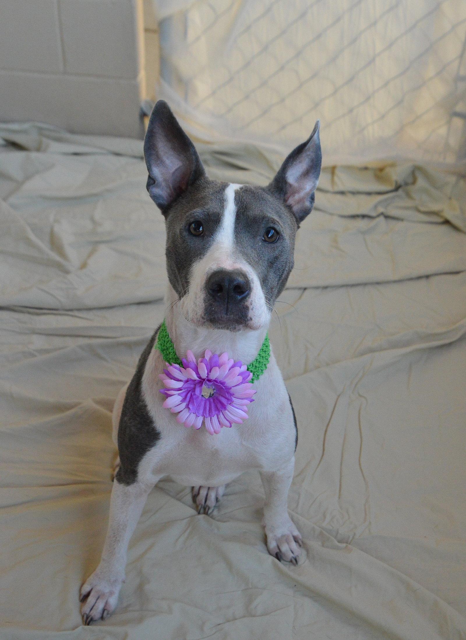Moon, Adoptable, Puppy Female Pit Bull Terrier.