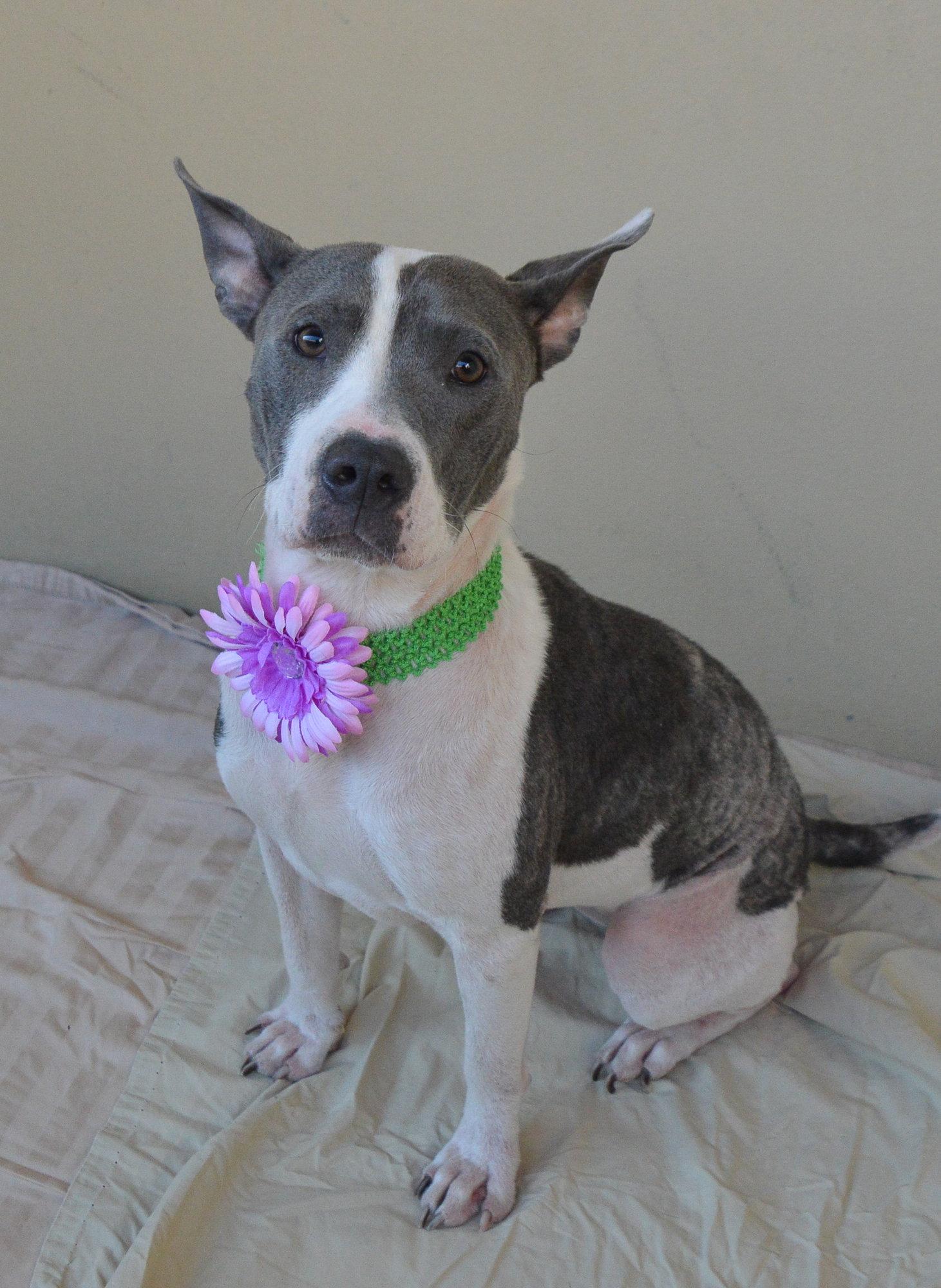 Enlarge Moon, a Adoptable Pit Bull Terrier in McKinney, TX image 2/3