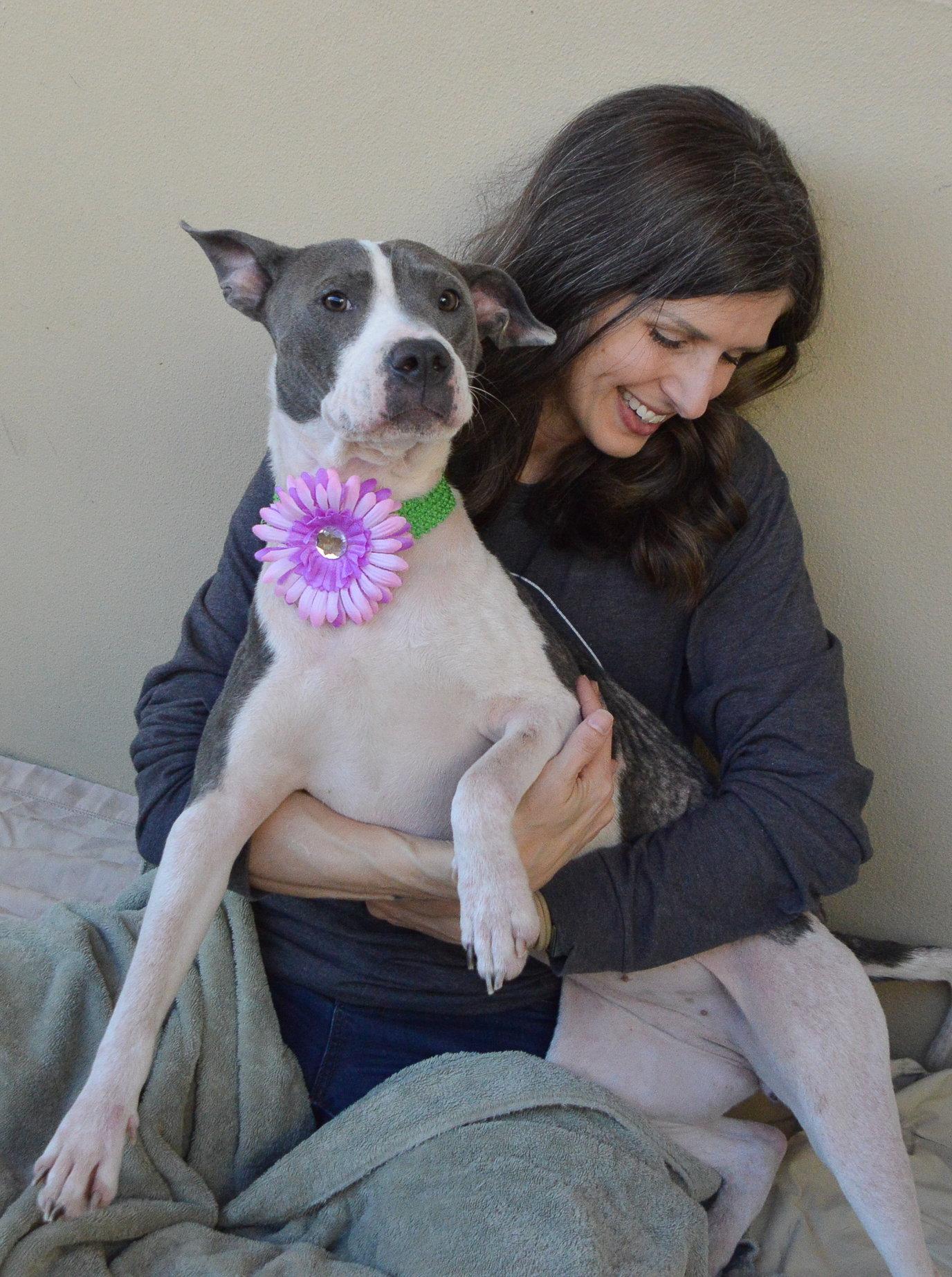 Enlarge Moon, a Adoptable Pit Bull Terrier in McKinney, TX image 3/3
