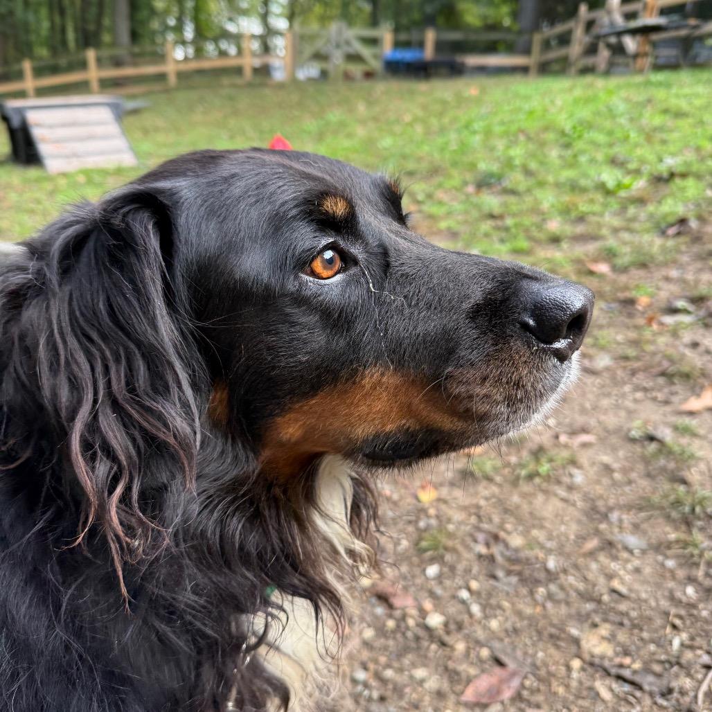 Enlarge Ringo, a Adoptable Australian Shepherd in West Chester, PA image 1/1