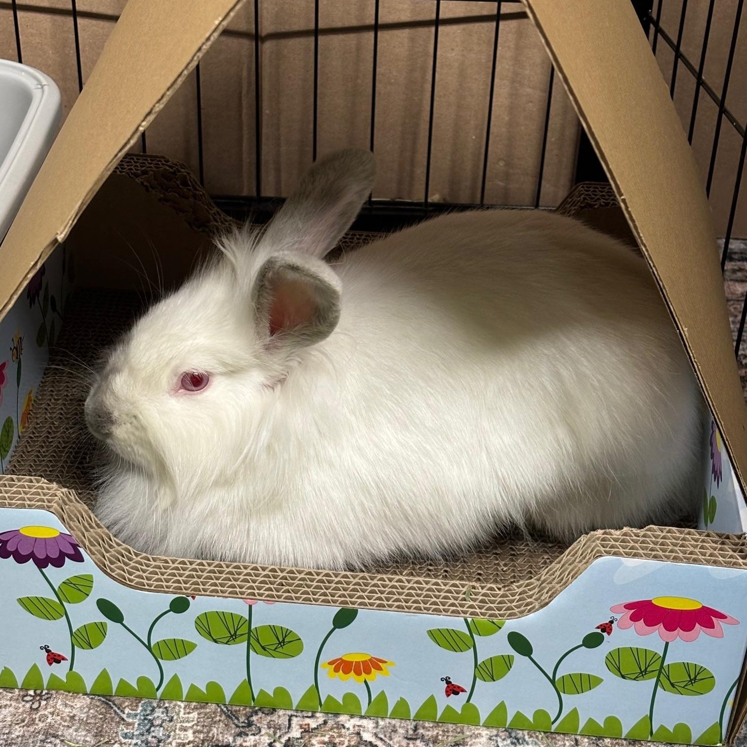 KIWI , Adoptable, Young Female Lionhead.