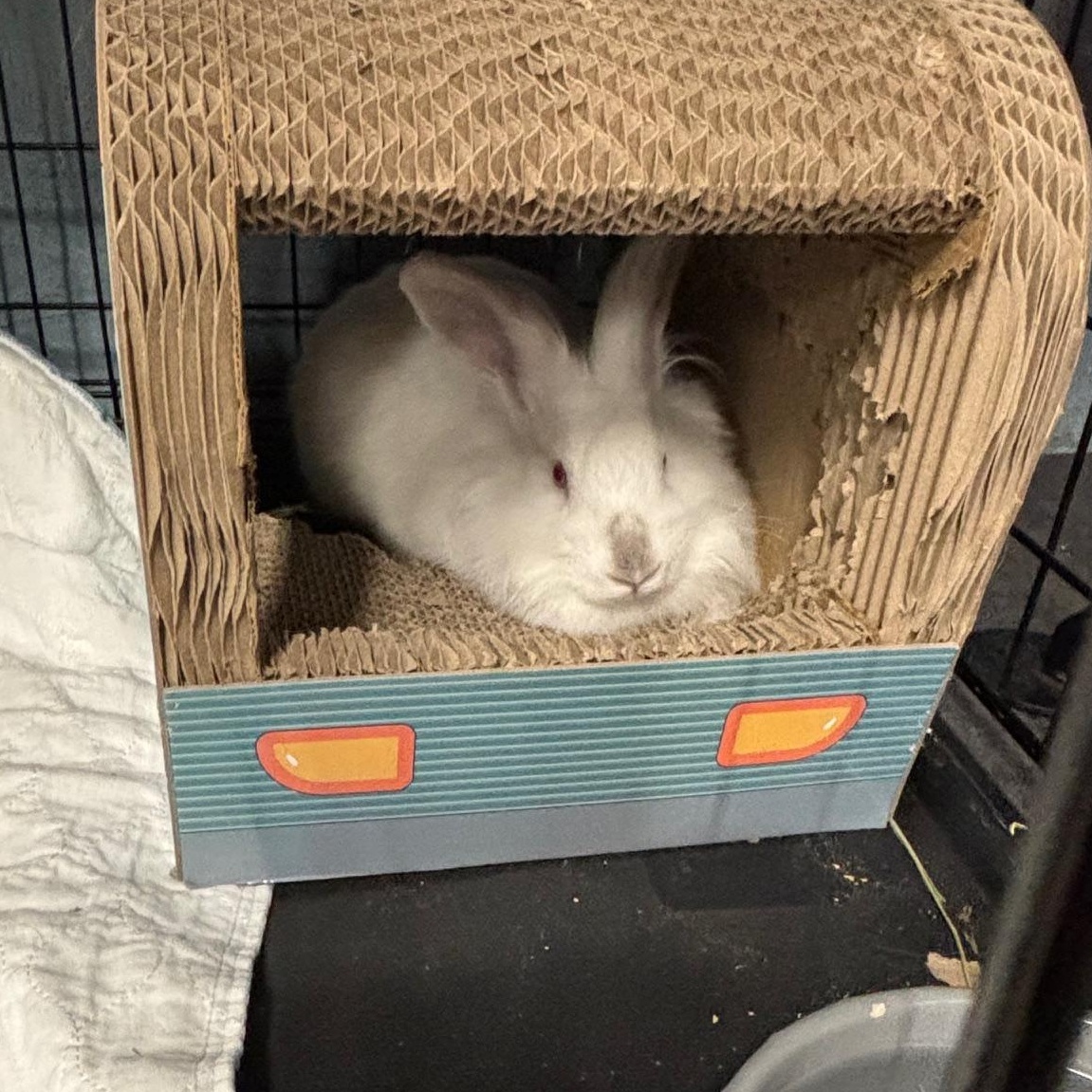 KIWI (YOUNG SPAYED FEMALE) FOSTER OR ADOPTER NEEDED, a Adoptable Lionhead in Forest Hills, NY image 2/6