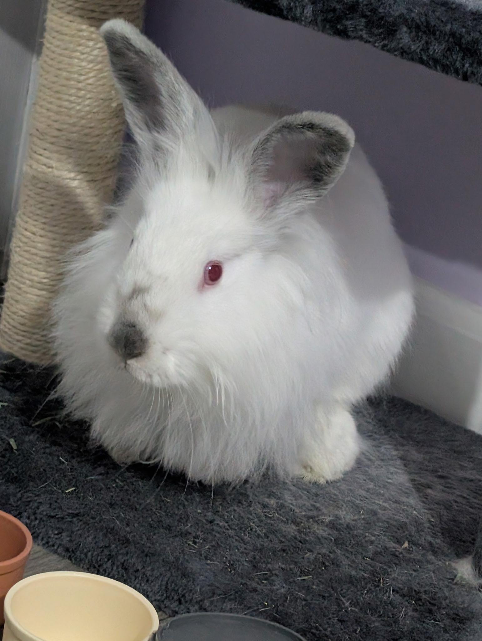 KIWI , Adoptable, Young Female Lionhead.