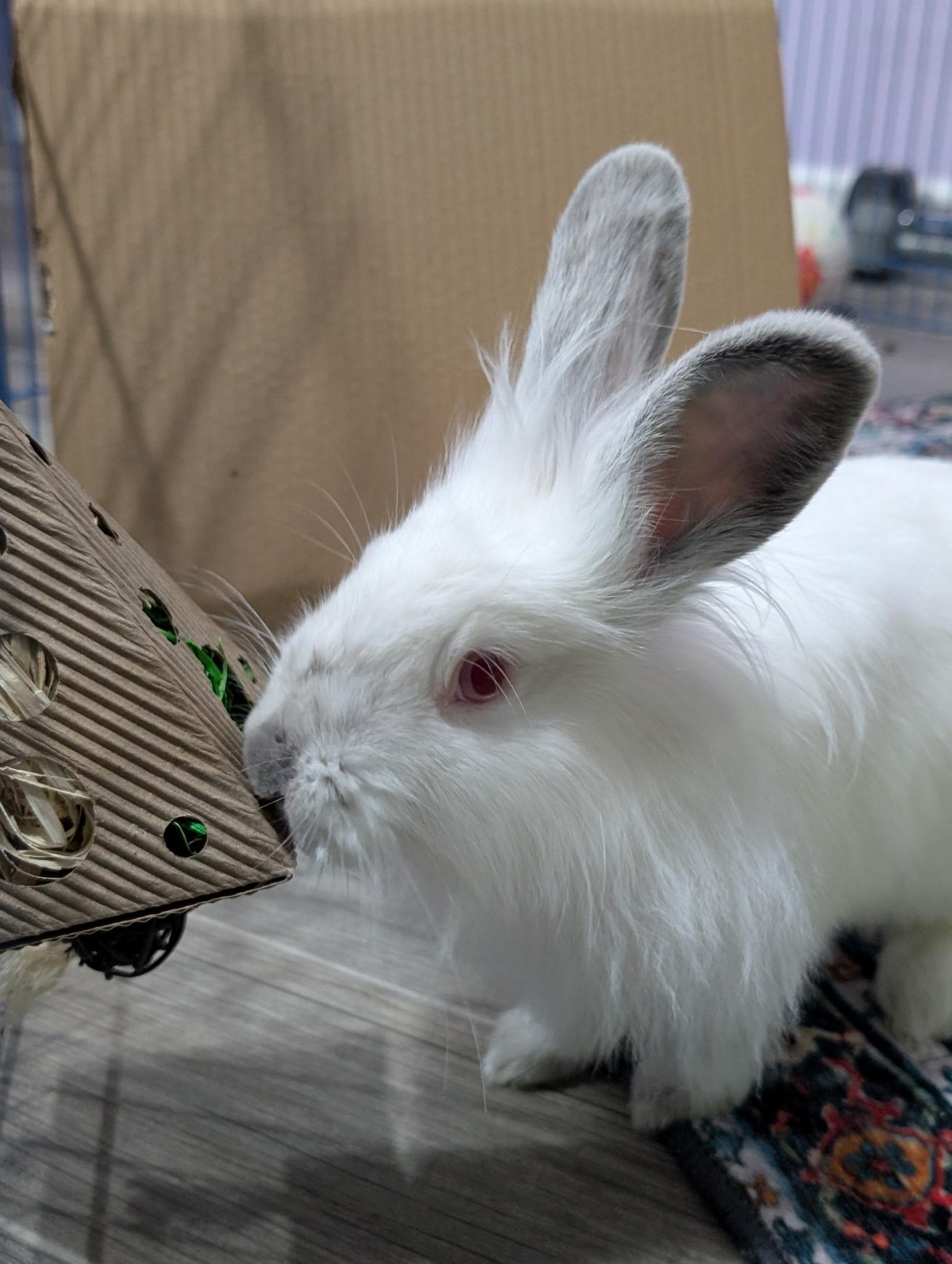 Enlarge KIWI , a Adoptable mixed breed in Forest Hills, NY image 6/6