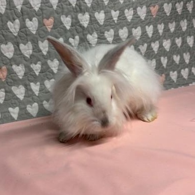 KIWI (YOUNG SPAYED FEMALE) FOSTER OR ADOPTER NEEDED, Adoptable, Young Female Lionhead.