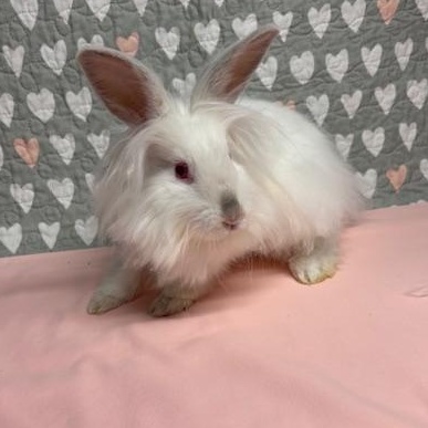 KIWI (YOUNG SPAYED FEMALE) FOSTER OR ADOPTER NEEDED, a Adoptable Lionhead in Forest Hills, NY image 4/6