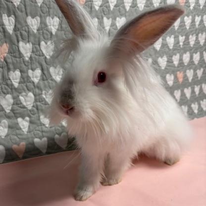 KIWI (YOUNG SPAYED FEMALE) FOSTER OR ADOPTER NEEDED, a Adoptable Lionhead in Forest Hills, NY image 5/6