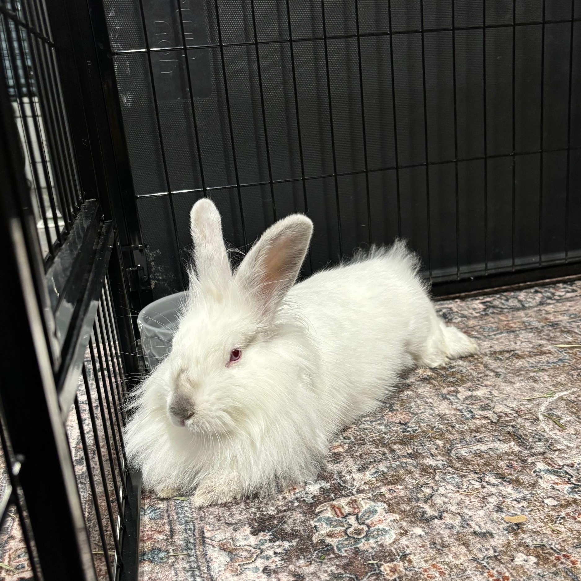 KIWI (YOUNG SPAYED FEMALE) FOSTER OR ADOPTER NEEDED, a Adoptable Lionhead in Forest Hills, NY image 6/6