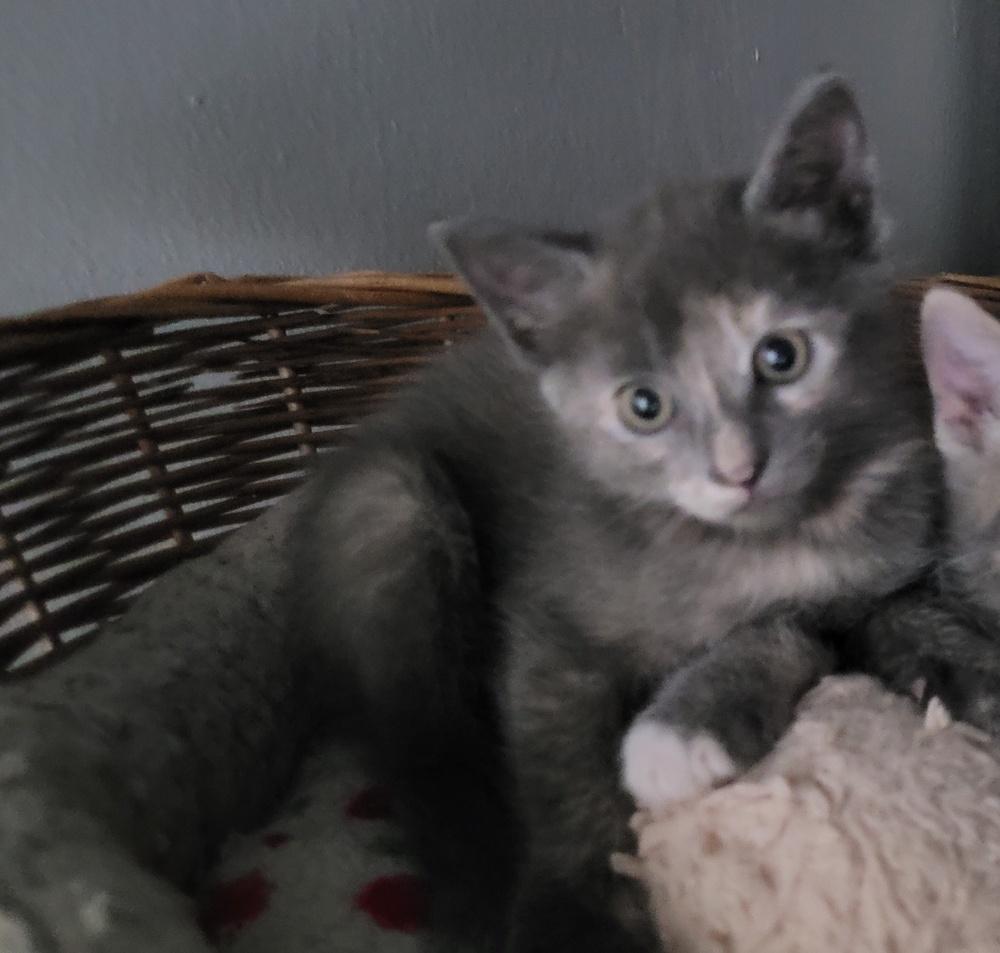 Enlarge Sookie, a Adoptable American Shorthair in Tampa, FL image 1/4