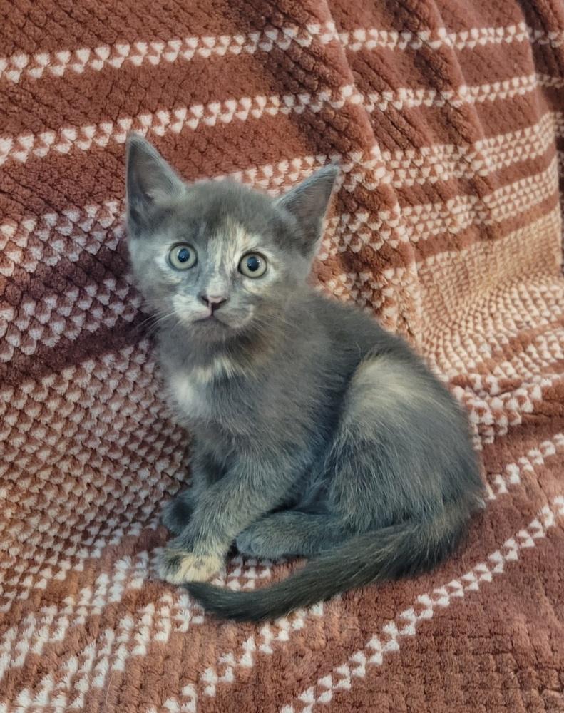 Enlarge Sookie, a Adoptable American Shorthair in Tampa, FL image 2/4
