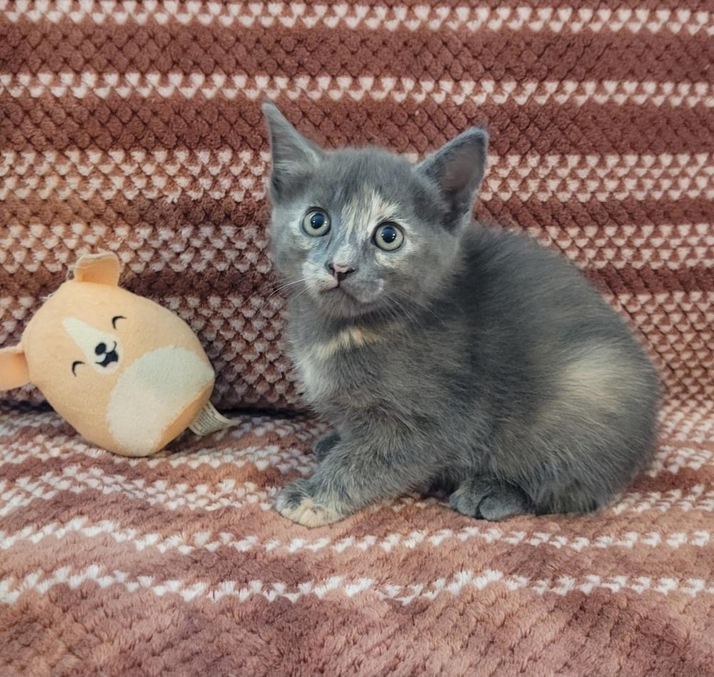 Enlarge Sookie, a Adoptable American Shorthair in Tampa, FL image 3/4