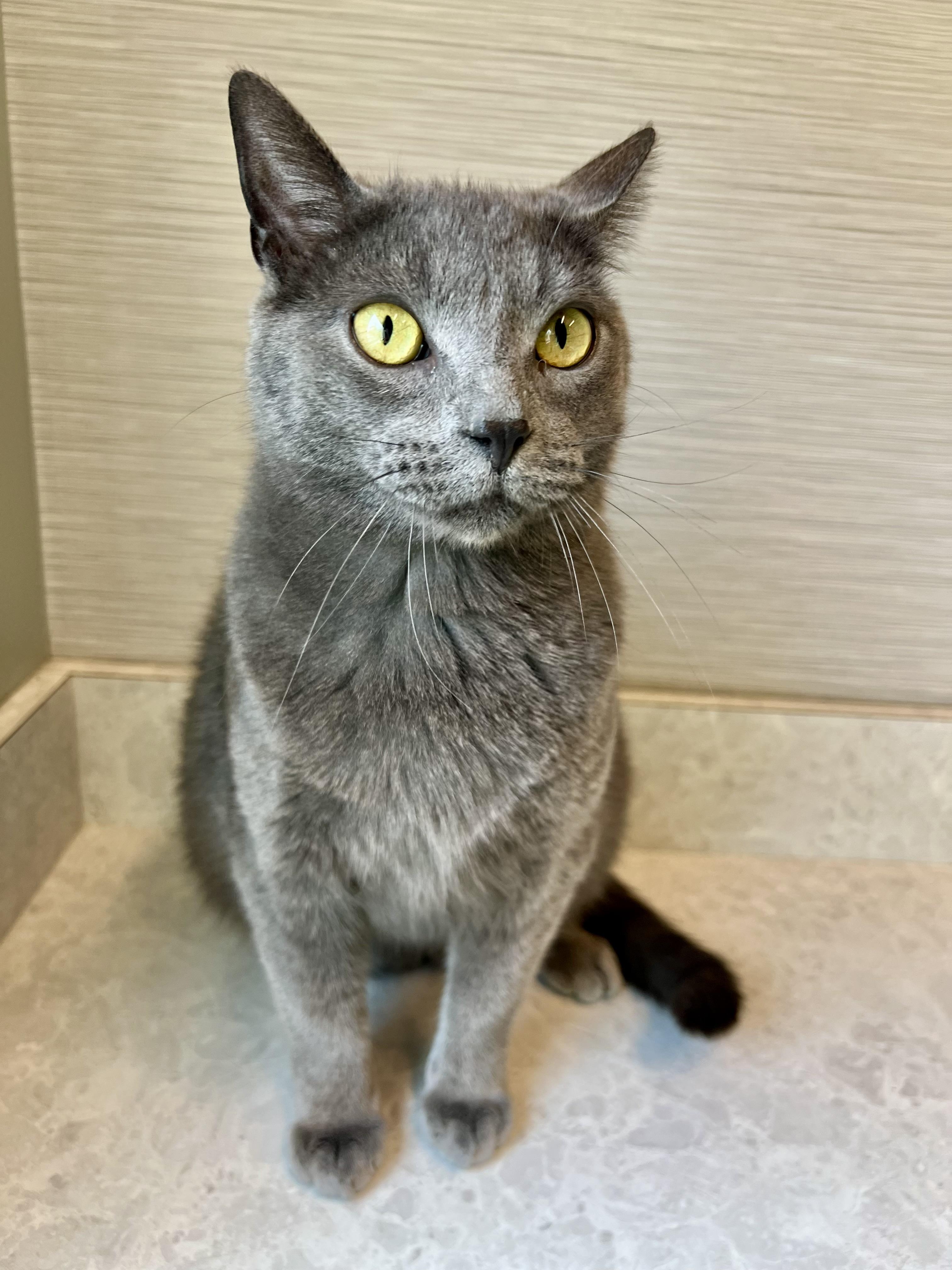 Cole, Adult Male Domestic Short Hair