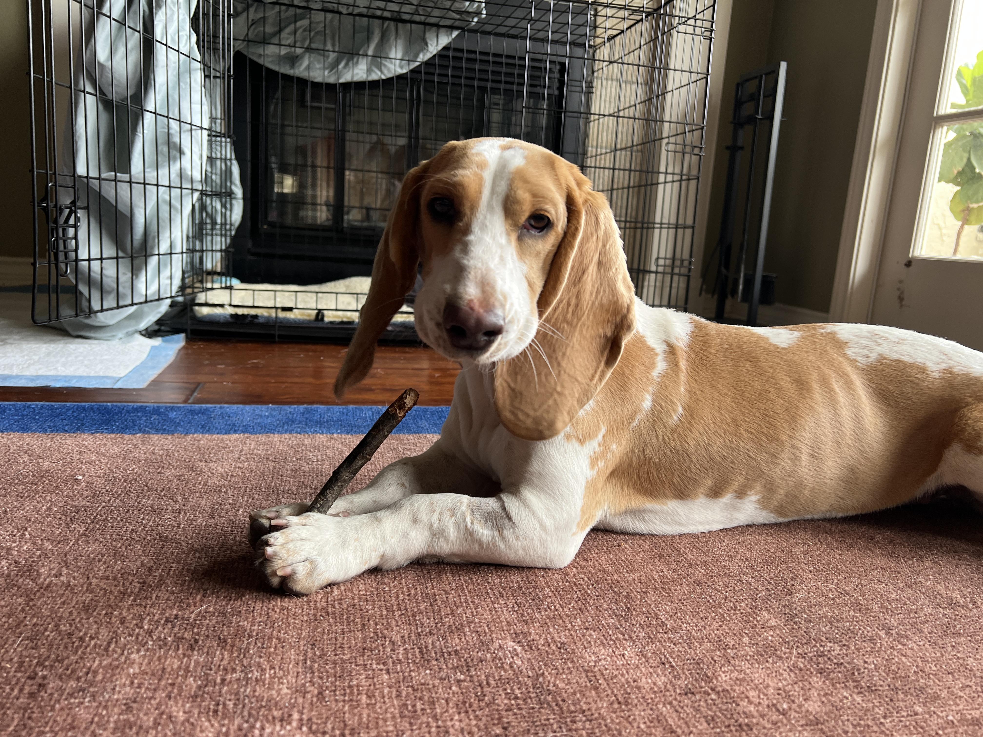 Enlarge Sally, an adopted Basset Hound in Austin, TX image 6/6