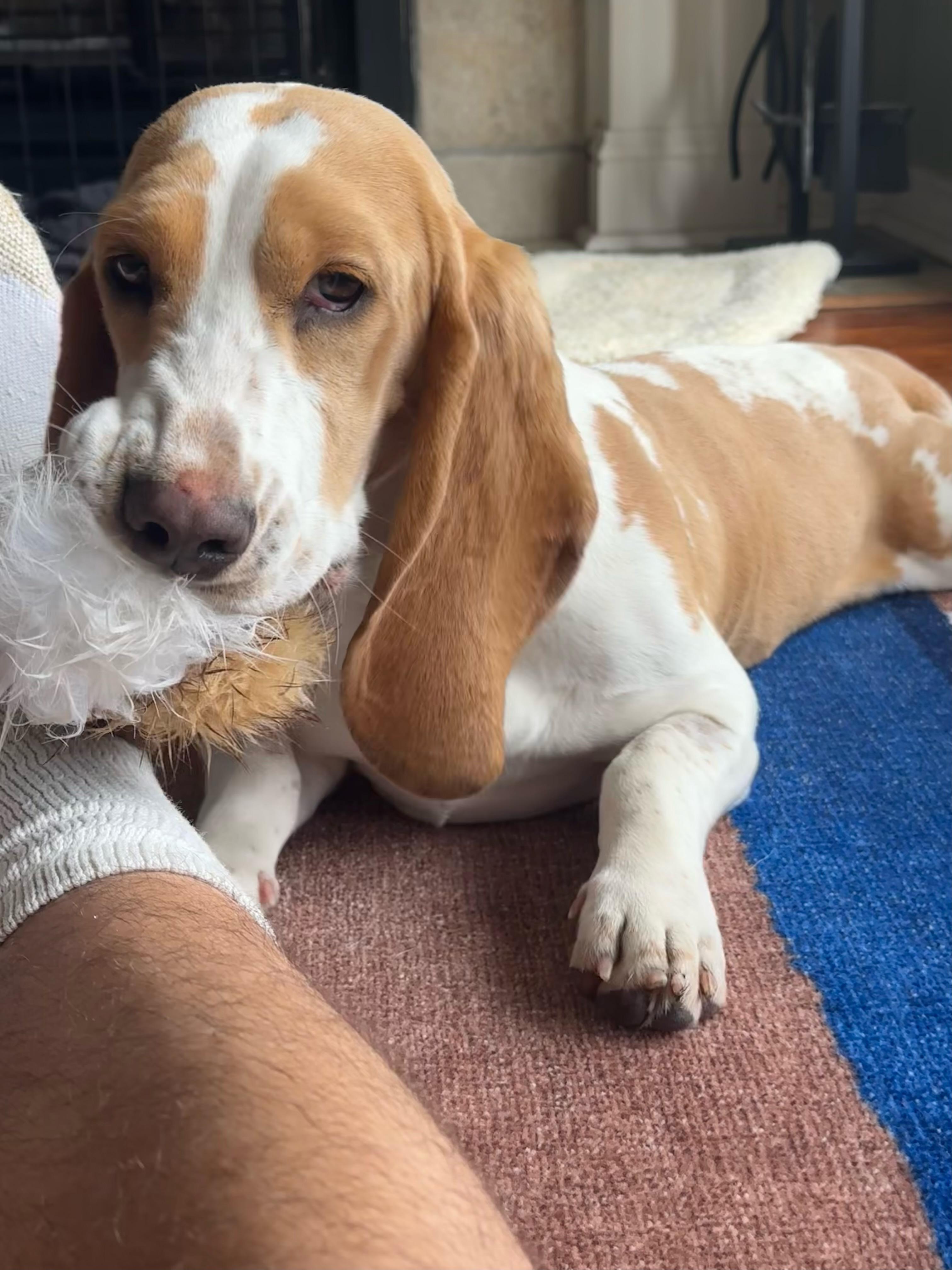 Enlarge Sally, an adopted Basset Hound in Austin, TX image 2/6