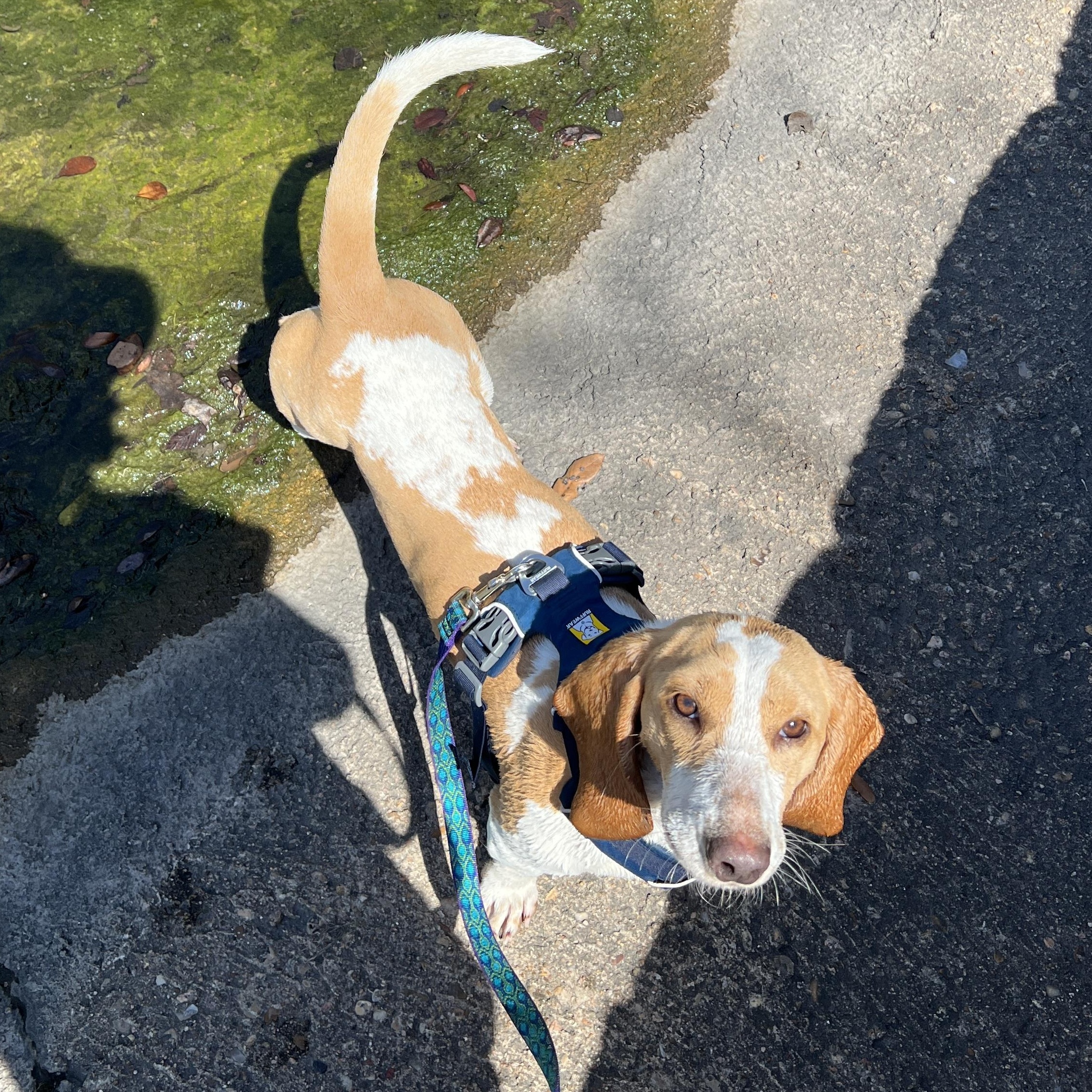 Enlarge Sally, an adopted Basset Hound in Austin, TX image 5/6