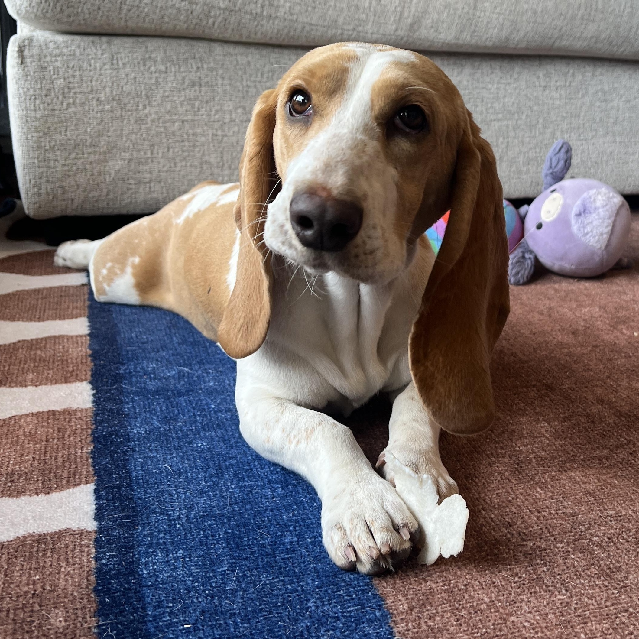 Enlarge Sally, an adopted Basset Hound in Austin, TX image 1/6