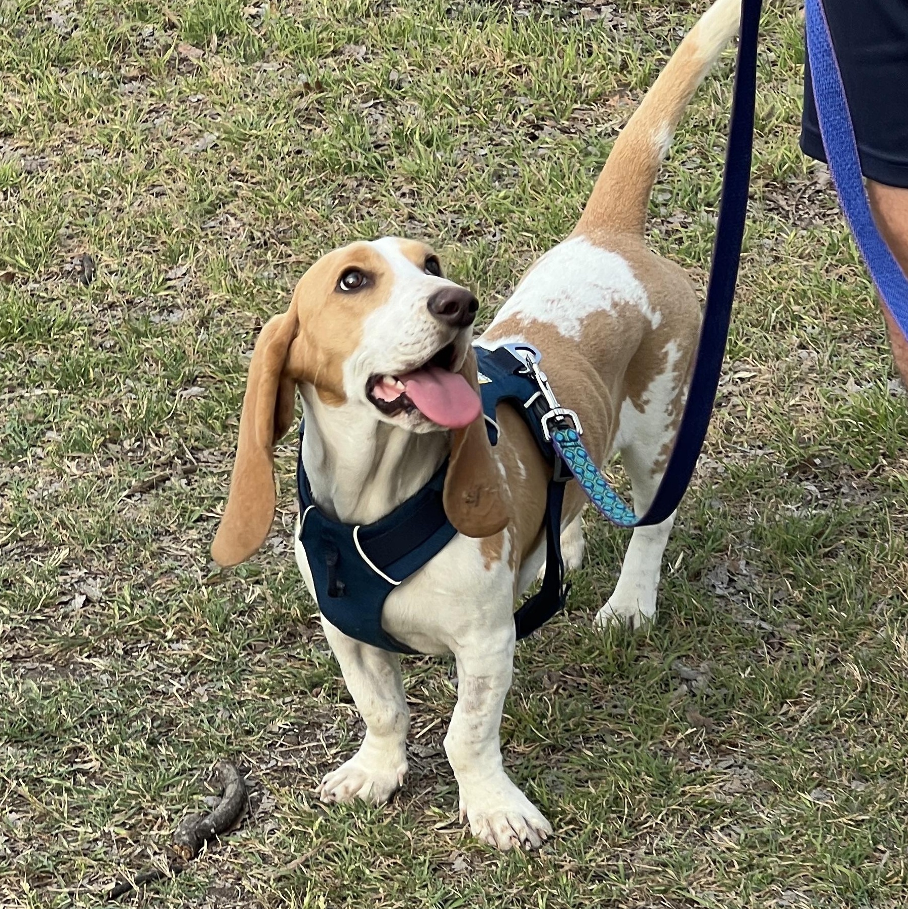 Enlarge Sally, an adopted Basset Hound in Austin, TX image 3/6