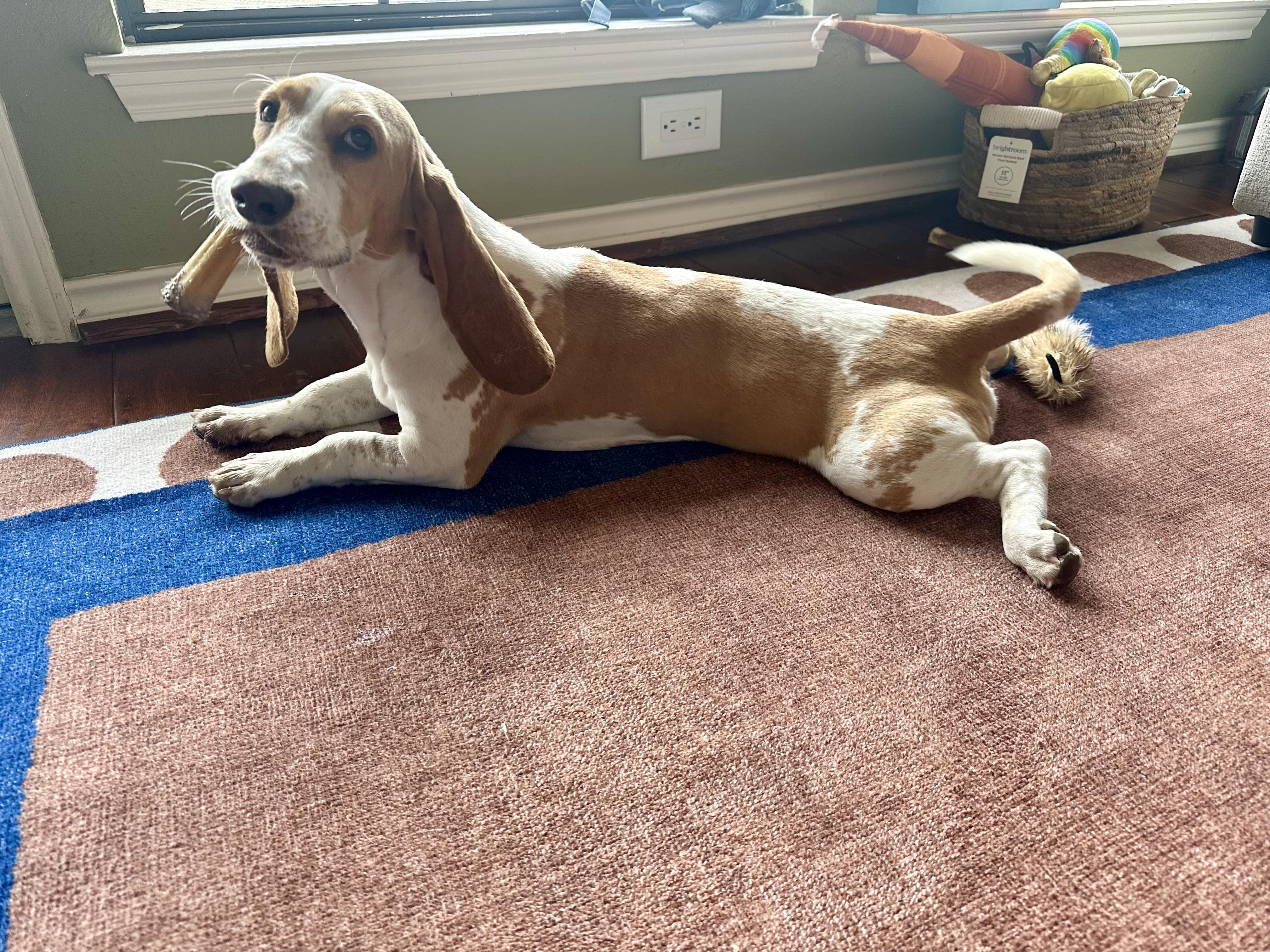 Enlarge Sally, an adopted Basset Hound in Austin, TX image 4/6