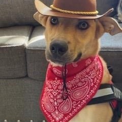 Enlarge Tristan, a Adoptable mixed breed in Bernalillo, NM image 3/5